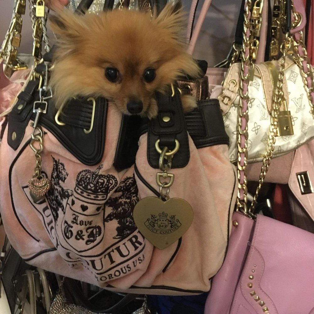 Gnome says come see our closet for vintage authentic juicy couture purses !